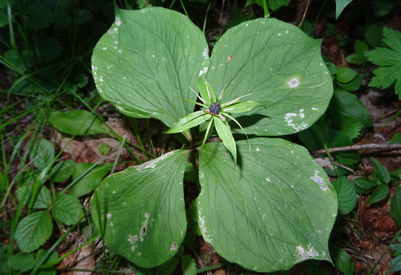 4,5,6 foglie....sempre uva di volpe ? s: Paris quadrifolia